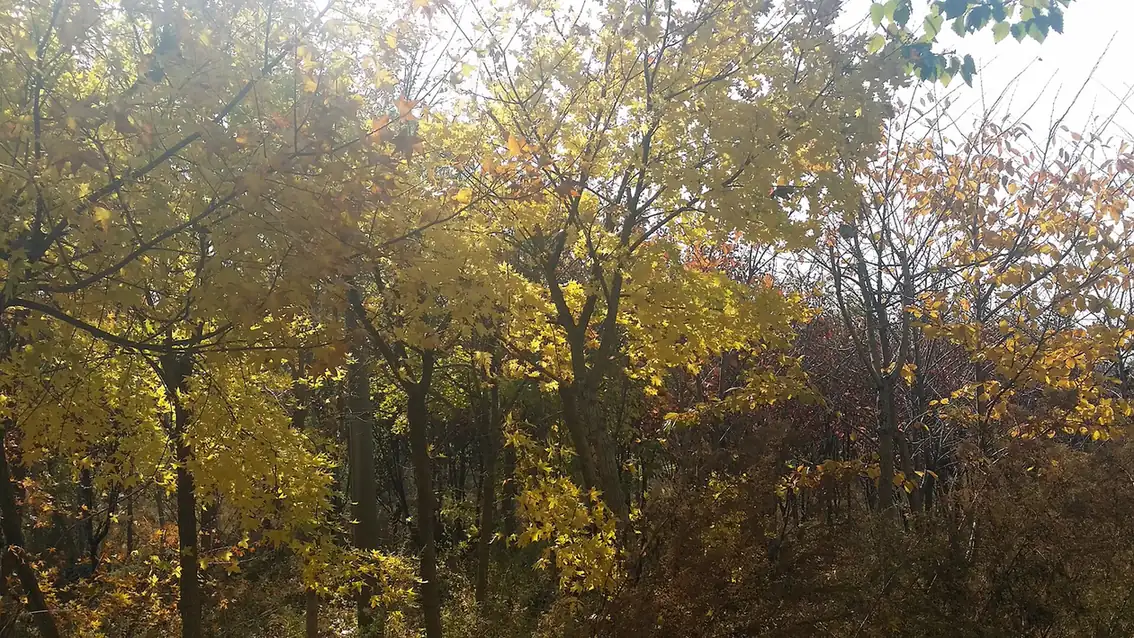 大連で撮影された秋の木々。太陽溝ではなく、旅行日の紅葉を保証するものではありません